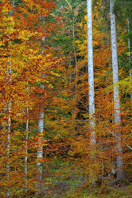 Italy, Autumn nature painting