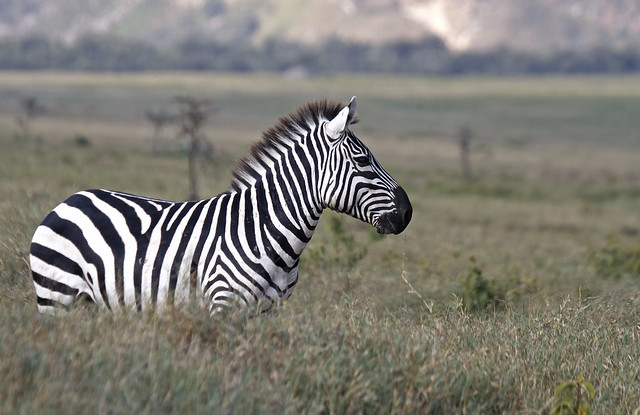 Plains (Common/Burchell's) Zebra
