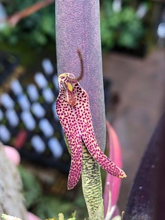 Restrepia chocoensis | by Mikhails_Nature_Shots