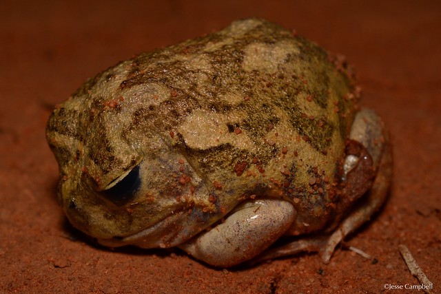 Common Spadefoot Frog (Neobatrachus sudellae). Barrier Ranges, NSW