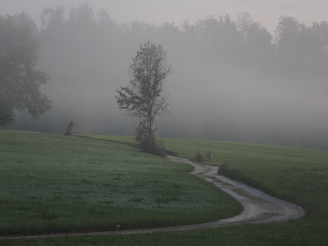 Morning Dew Mist Field Meadow Pasture Upper Bavaria Germany © Nebel Morgennebel Feld Wiese Bayern Oberbayern ©