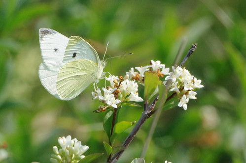 devilsdyke cambridgeshire insect butterfly wild wildlife nature smallwhite pierisrapae