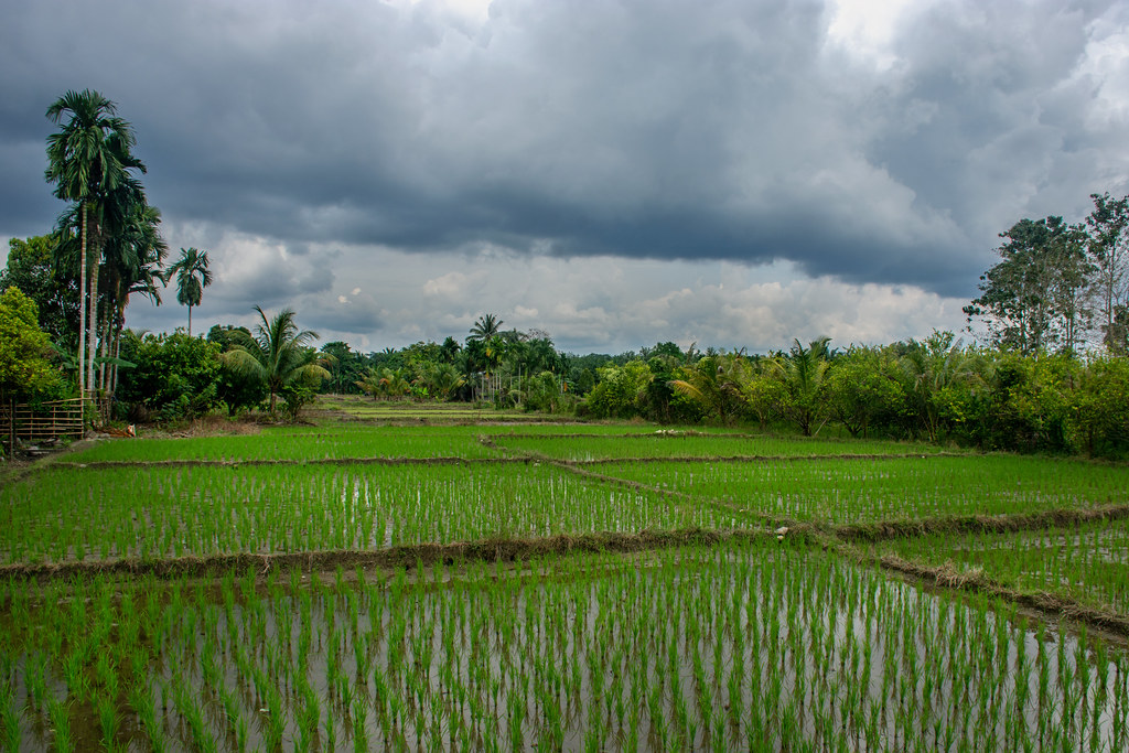 Rice Fields in Sumatra.