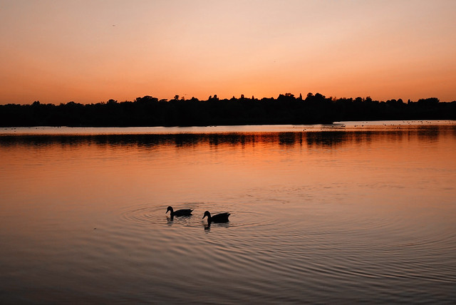Sunset duck silhouettes!
