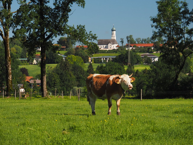 Dorf Kirche Kuh Kalb Bayern Sommer Oberbayern © Village Church  Cow Calf Summer Upper Bavaria Germany ©