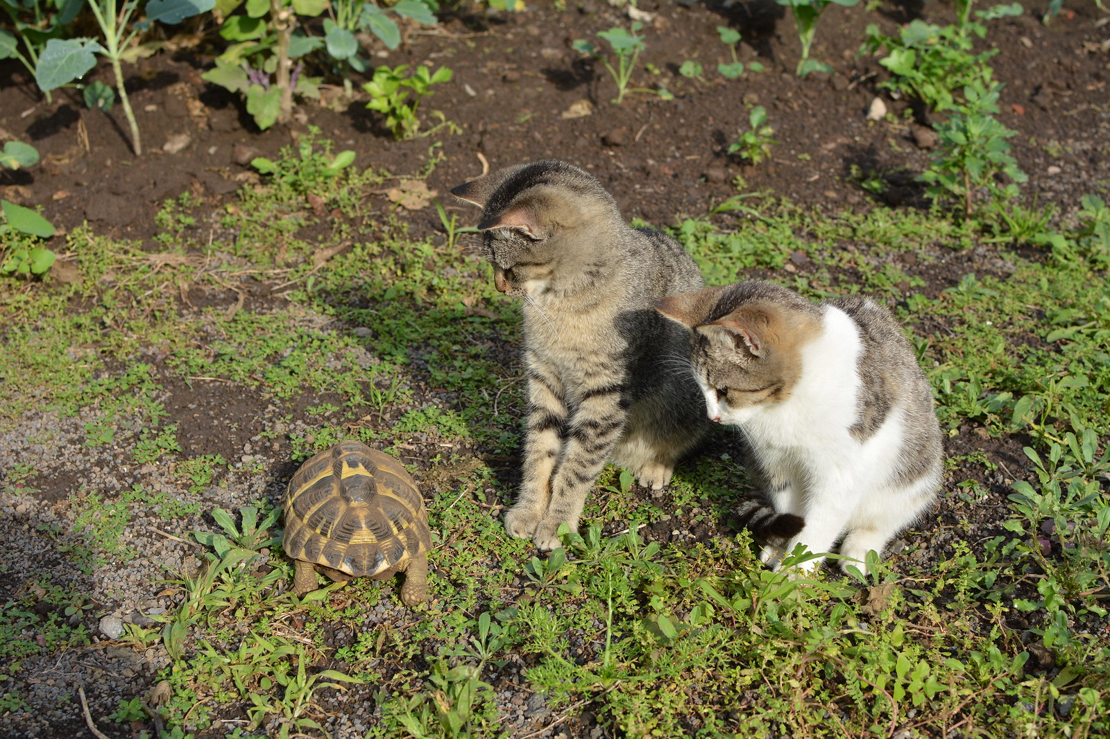 Gattini e tartaruga