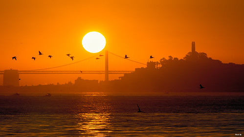 ❤️sf sanfrancisco luckysnapshot sunrise bay bridge coit tower brown pelicans