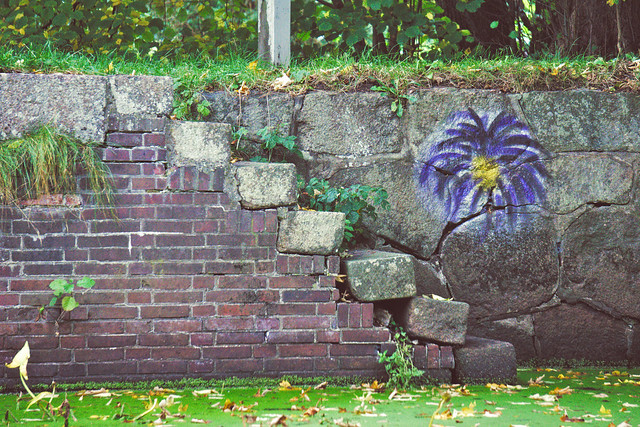 Mauerblümchen / Flower on the wall