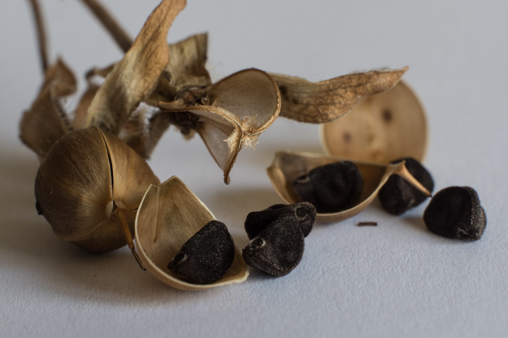 Ipomoea purpurea | Ipomoea purpurea - seeds in closeup | Virginia Oakes | Flickr