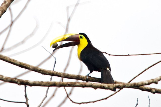 Chestnut-mandibled toucan in Colombia.
