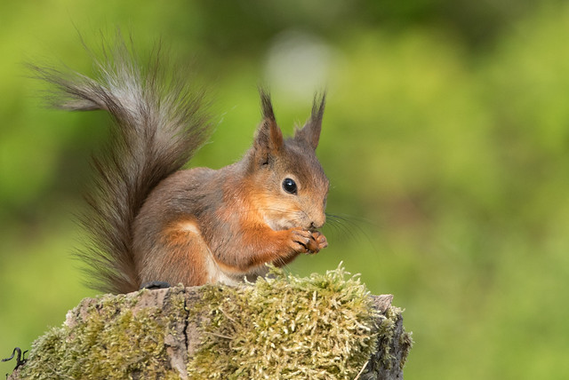 Red Squirrel