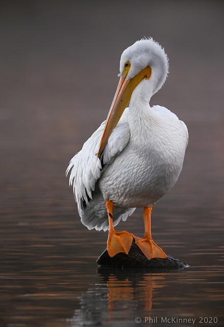 Pelican in Lake Effect Fog