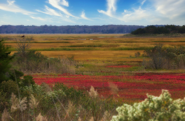 Marsh in Autumn