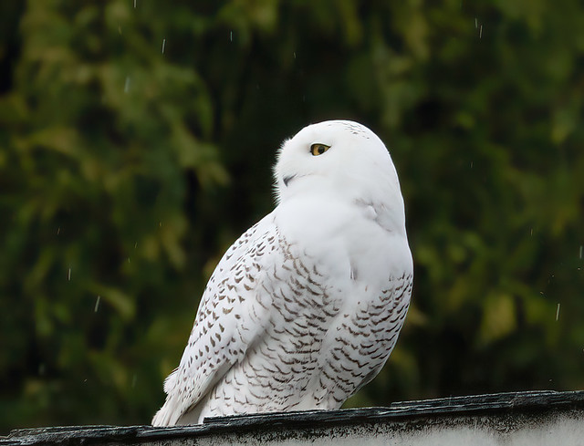 Snowy Owl, Queen Anne Hill, Seattle, 17 Nov 2020