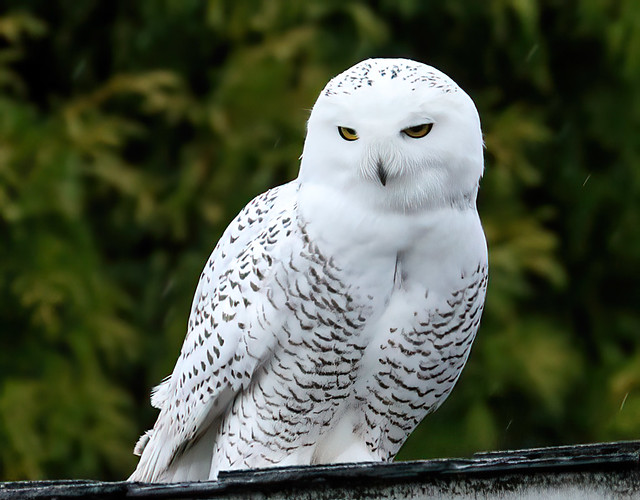Snowy Owl 2, Queen Anne Hill, Seattle, 17 Nov 2020