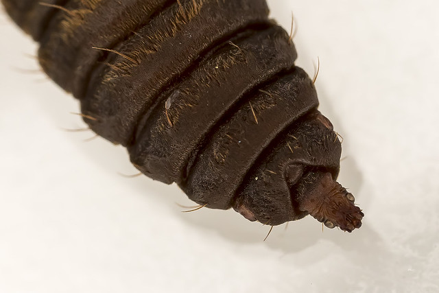 Hermetia illucens - Black Soldier Fly Larvae