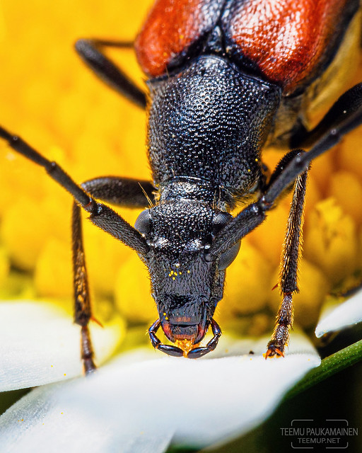 Flower Longhorn Beetle | Hoikkakukkajäärä - 667-EM110732