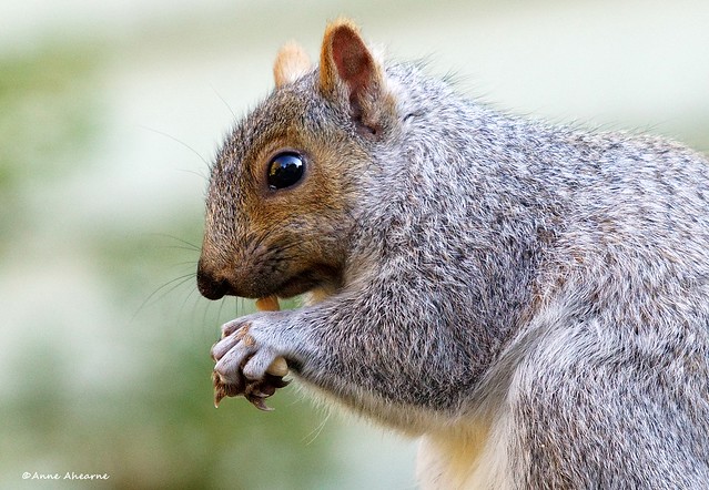 Eastern Gray Squirrel Portrait