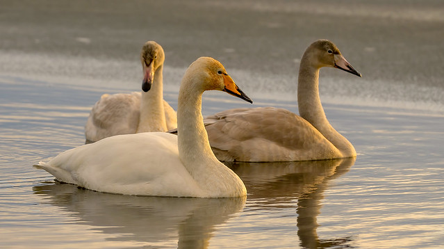 Whooper swans / Álftir (Cygnus cygnus)
