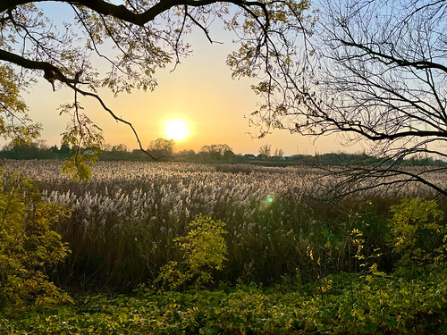 Sunset at "Bunthausspitze" by michaelbeyer_hh, Hamburg, Elbe river.
Just a test for iPhone 12Pro cameraiphone12pro bunthaus nature outdoor sunset