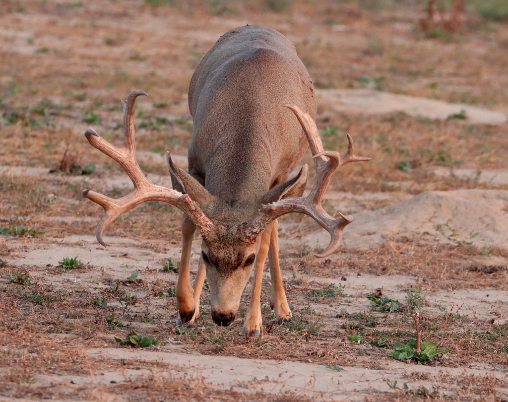 Big Mule Deer Buck - a photo on Flickriver