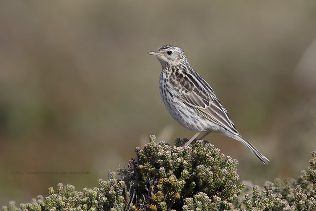 Falkland Pipit