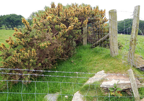 A fence separating the standing stones at PentreIfan, Wales from the farm next to it