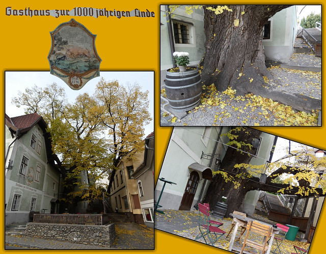 1000 jährige Linde / 1000 year old lime tree