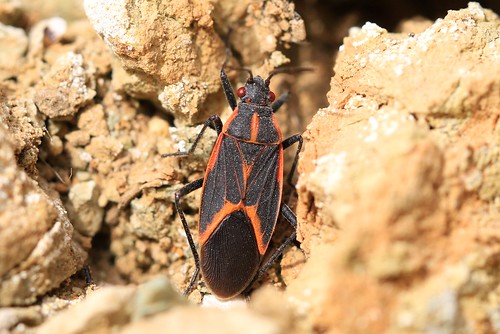 eastern boxelder bug boisea trivittata decorah winneshiek county iowa larry reis