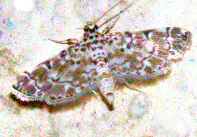 ecosystem/fauna/Crambid Moth(Metoeca foedalis)