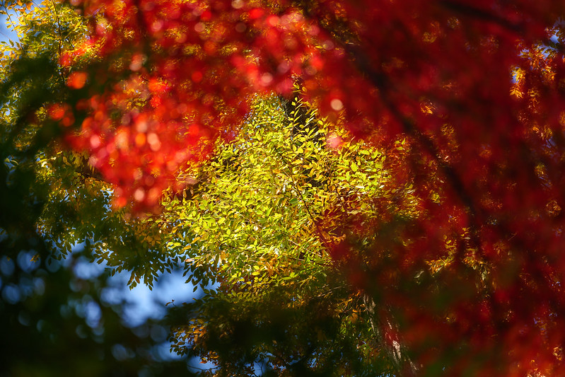 Autumn Foliage at Saidaiji