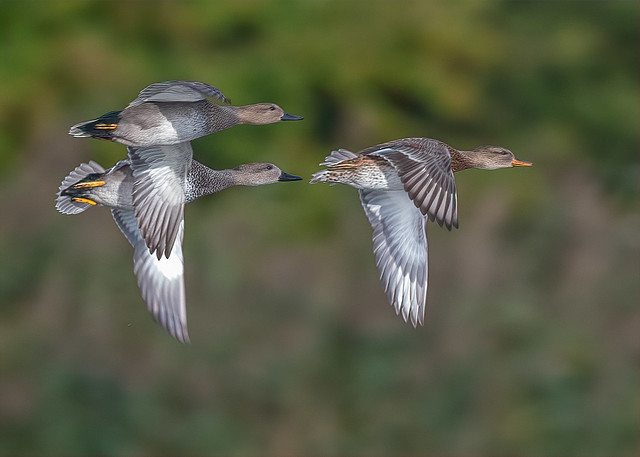 Gadwall Fly Past