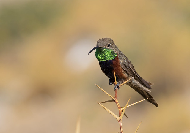 Wedge-tailed Hillstar (male)