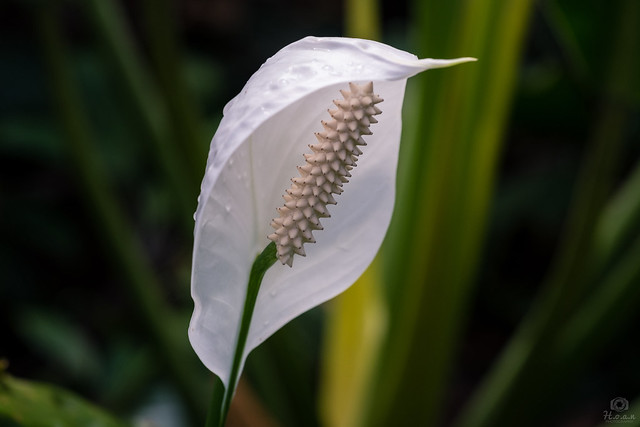 Peace Lily flower - Singapore