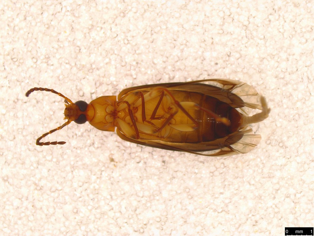 16b - Euomma lateralis