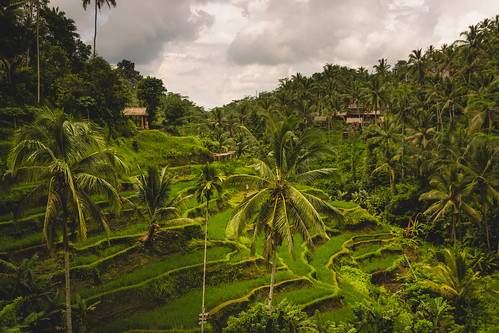 tegallalang bali indonesia rice terrace travel vacation tourism outdoor trip touristic palm trees green cloudy human made man world famous