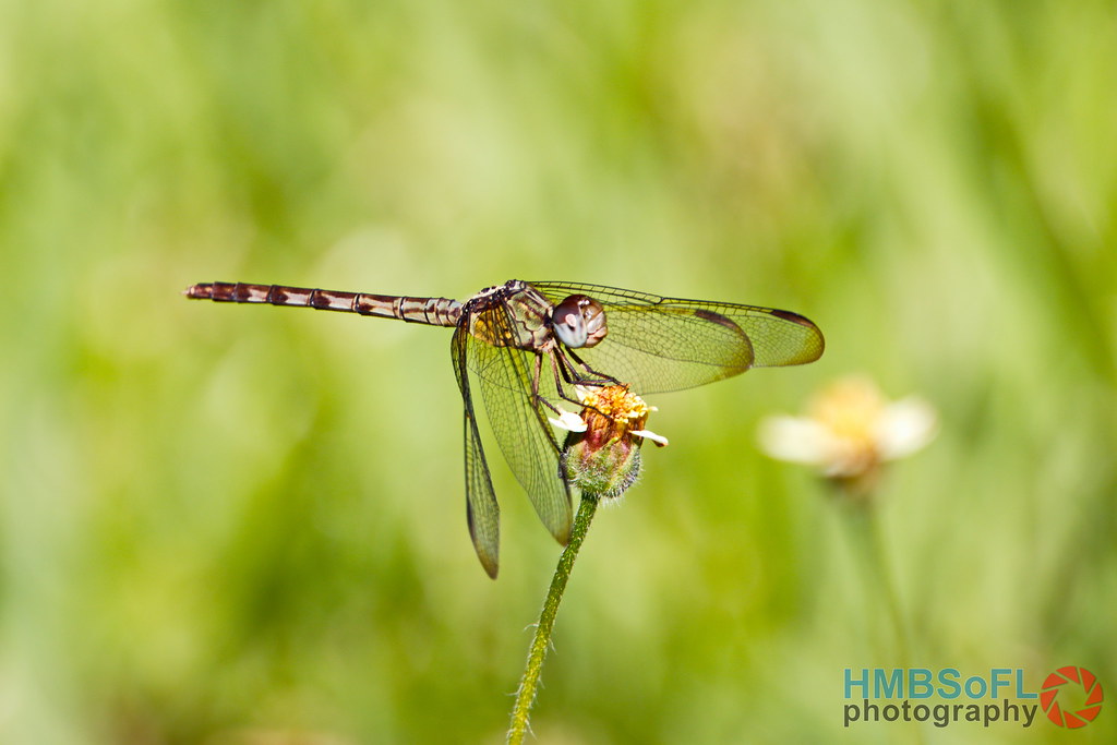 Dragonfly resting on flower