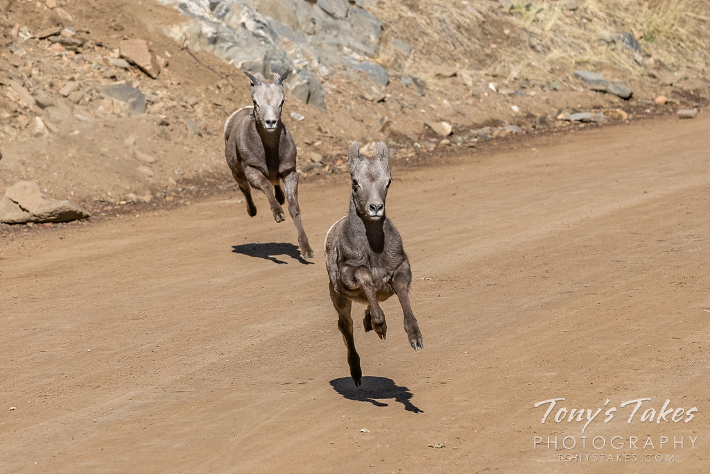 Bighorn sheep lambs play a game of chase in Colorado. (© Tony's Takes)