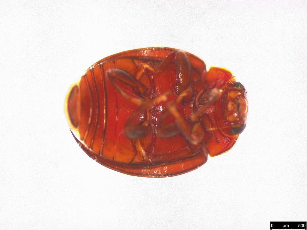 21b - Rhyzobius sp.