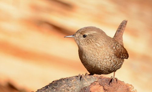 birds nikon nikond7100 tamronsp150600mmf563divc jdawildlife johnny portrait closeup eyecontact wrens wrenwinter winterwren gorgeous whatbirdbestofday