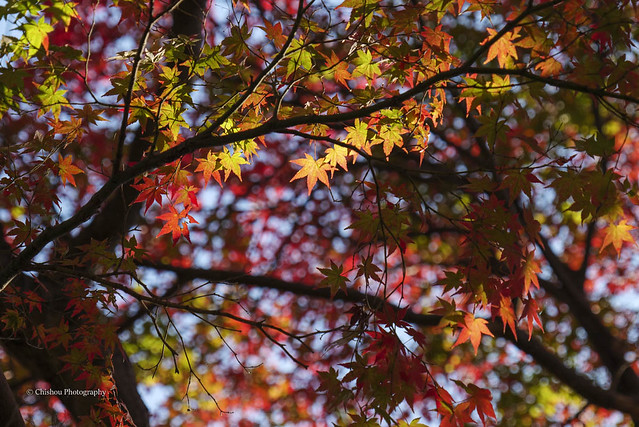 leafcolor　2020　autumn