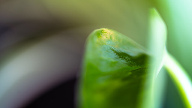 Leaf of golden pothos - Close-up