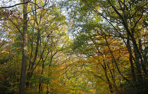 woodland woods trees sunlight kent adamswaine canon autumn autumncolours autumnviews autumnkent 2020 leaves naturelovers nature naturesfinest naturewatcher uk ukcounties counties countryside countrylanes britain british england english southeast broads broadbritain