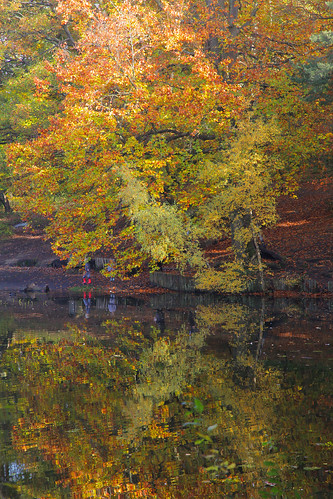 waterside water reflections adamswaine canon 2020 trees autumn autumncolours autumnviews autumnkent beautiful england english ponds villageponds leaves leaf counties countryside kent keston britain british seasons county rural ruralkent woodland woodlandfloor woods