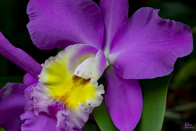 DSC_4073 ~ Cattleya Orchid