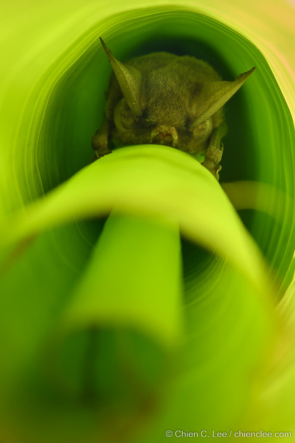 Madagascar Sucker-footed Bat (Myzopoda aurita) ♀