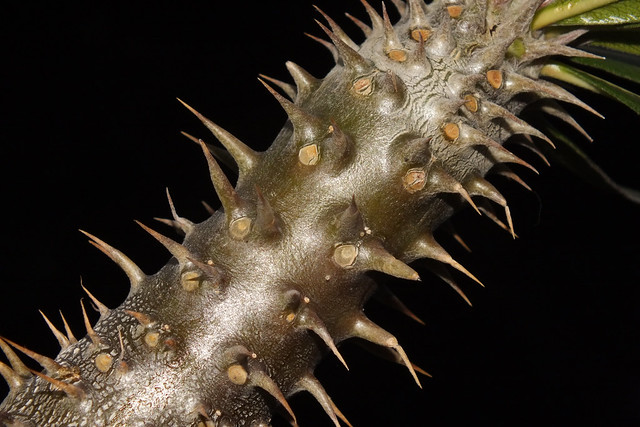 Horombe clubfoot (Pachypodium horombense) stem
