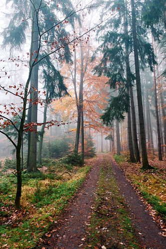 autumn czechia cze czechrepublic path forest tree mist landscape