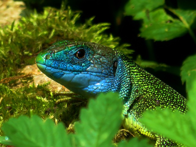 Western Green Lizard | Adult Male | With Blue Facial Colors Typical During Mating Season | Ticino | Switzerland