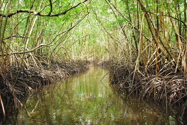 A mangrove forest in the nation of Palau